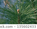 松樹的年輕果實 135602433