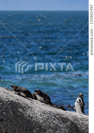 Cape penguin group resting on a sunny rock by the sea. Wildlife observation 135602497