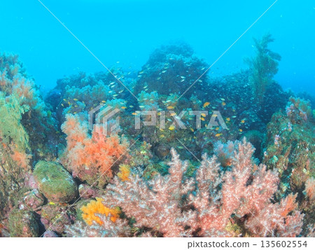 伊豆,伊藤 - 軟珊瑚水下風景,留有文字空間 - 金魚遊動的水下背景素材 伊豆,伊藤 - 軟珊瑚水下風景,留有文字空間 - 金魚遊動的水下背景素材 135602554