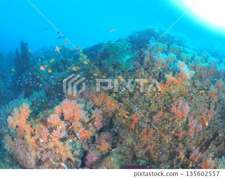 伊豆,伊藤 - 軟珊瑚水下風景,留有文字空間 - 金魚遊動的水下背景素材 伊豆,伊藤 - 軟珊瑚水下風景,留有文字空間 - 金魚遊動的水下背景素材 135602557
