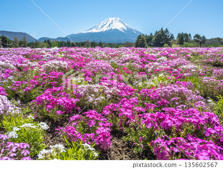 在富士湖本棲度假村舉辦的苔蘚福祿考節上，富士山可以從五彩繽紛的苔蘚福祿考背後隱約可見。 135602567
