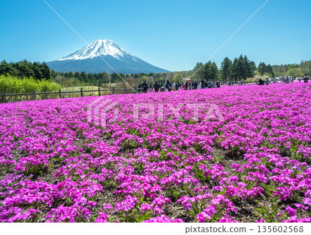 在富士湖本棲度假村舉辦的苔蘚福祿考節上,可以看到富士山隱沒在鮮豔的粉紅色苔蘚福祿考花叢後。 在富士湖本棲度假村舉辦的苔蘚福祿考節上,可以看到富士山隱沒在鮮豔的粉紅色苔蘚福祿考花叢後。 135602568