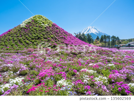 在富士本棲湖度假區苔蘚福祿考節上，人們可以在裝飾著苔蘚福祿考的微型富士山後面看到真正的富士山。 135602569
