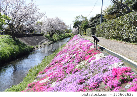 薄荷櫻桃樹 135602622