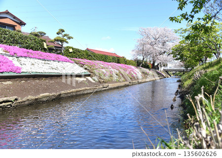 薄荷櫻桃樹 135602626