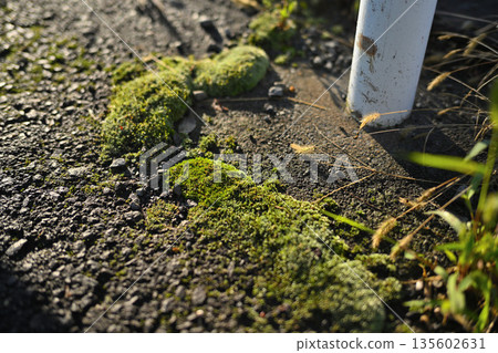 Moss growing at the base of a road sign Moss growing at the base of a road sign 135602631