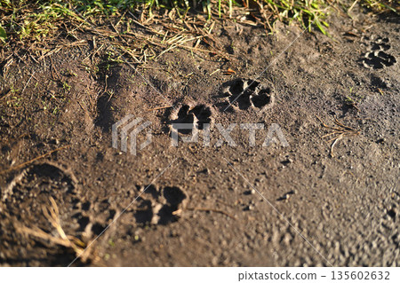 Animal footprints left on the ground Animal footprints left on the ground 135602632