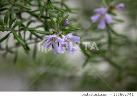 迷迭香花 迷迭香花 135602741