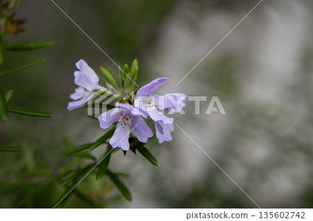 Rosemary Flower 135602742