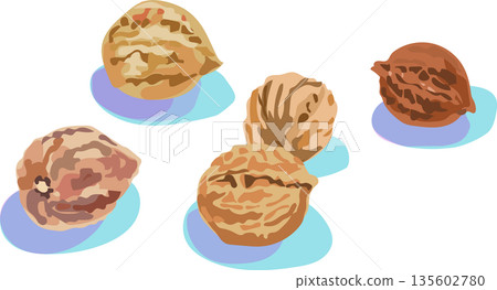Walnut illustration Walnut illustration 135602780