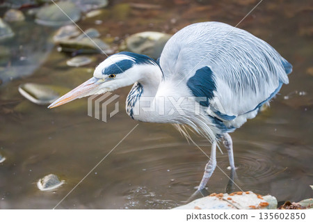 Heron aiming for prey Heron aiming for prey 135602850