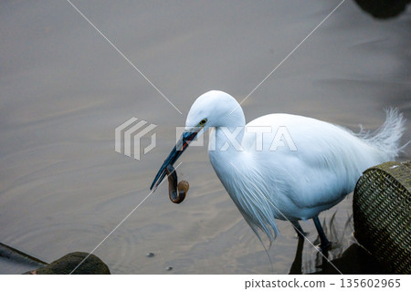 一種以獵物為目標的魔芋 135602965