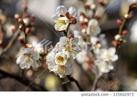 Plum blossom (white plum) Plum blossom (white plum) 135602973