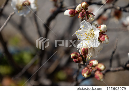 Plum blossom (white plum) Plum blossom (white plum) 135602979