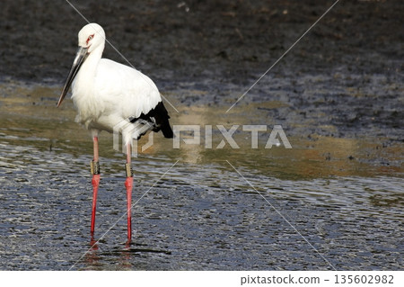 濕地中的鸛：日本野生鳥類象徵物種重引入與環境保護 135602982