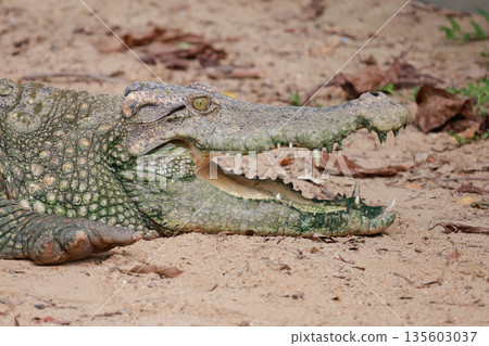 The salt crocodile on the river near canal 135603037