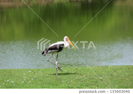 The Painted Stork bird (Mycteria leucocephala) in garden 135603040