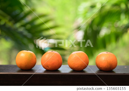 Four Fresh Oranges with Tropical Leaves Background for Healthy Lifestyle Concept Four Fresh Oranges with Tropical Leaves Background for Healthy Lifestyle Concept 135603155