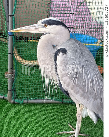一隻灰鷺在千葉縣市川市的野生鳥類醫院獲救 一隻灰鷺在千葉縣市川市的野生鳥類醫院獲救 135603727