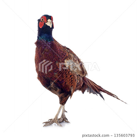 Male European Common Pheasant 135603793
