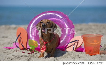 dachshund on beach 135603795
