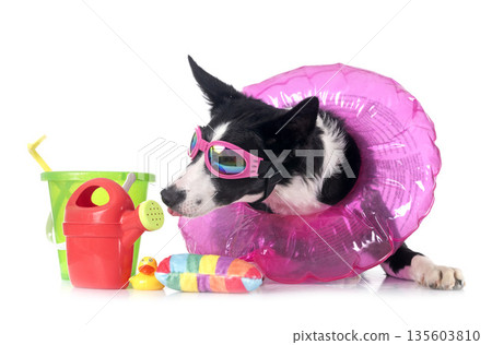border collie in studio border collie in studio 135603810