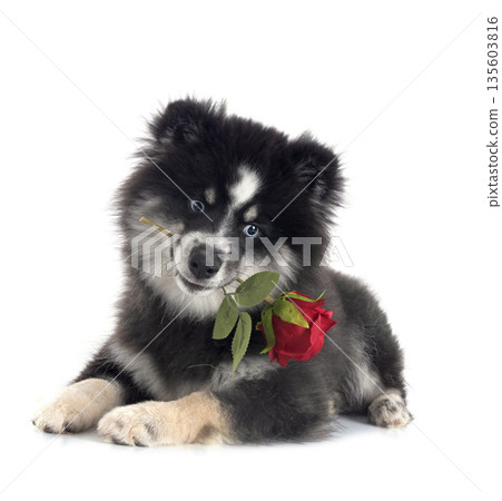 Pomsky in studio Pomsky in studio 135603816