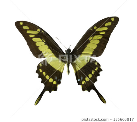 Papilio thoas in studio Papilio thoas in studio 135603817