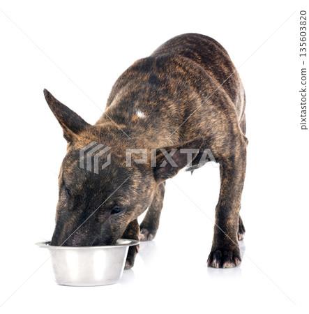 miniature bull terrier in studio miniature bull terrier in studio 135603820