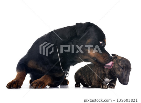 miniature bull terrier and rottweiler 135603821