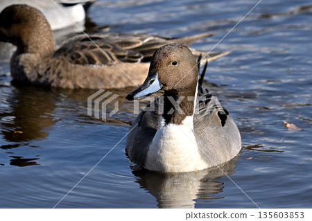 Pintail 135603853