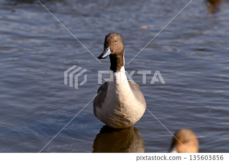 小長鴨 小長鴨 135603856