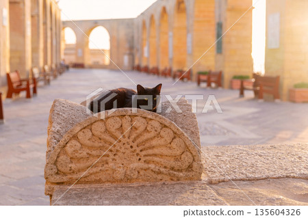 Black cat at Upper Barrakka Gardens in Valletta Malta 135604326