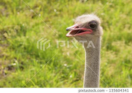 The ostrich's face has large eyes and a large mouth. 135604341