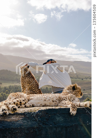 Woman petting cheetahs in a rehabilitation center in South Africa. Animal care Woman petting cheetahs in a rehabilitation center in South Africa. Animal care 135604509