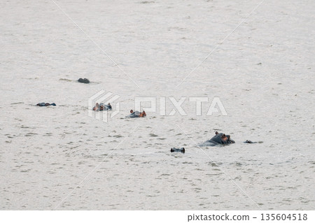 Group of hippopotamus with only their heads visible in a river. Wildlife 135604518