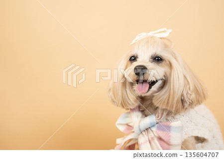 笑容燦爛的馬爾濟斯犬帕娜拎著一個米色包包 笑容燦爛的馬爾濟斯犬帕娜拎著一個米色包包 135604707