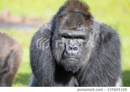 Silverback gorilla looking directly at camera outdoors Silverback gorilla looking directly at camera outdoors 135605189