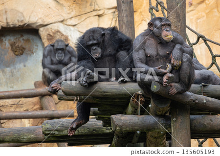 Chimpanzees relaxing on wooden platform in enclosure Chimpanzees relaxing on wooden platform in enclosure 135605193