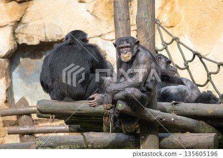 Chimpanzee eating and resting on wooden platform Chimpanzee eating and resting on wooden platform 135605196