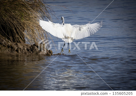 White egret taking flight from wetland water 135605205