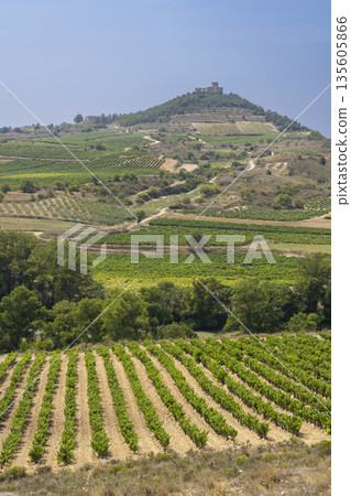 Vineyards with castle of San Vicente de la Sonsierra, La Rioja, Spain 135605866