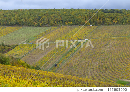 Chablis, France vineyard landscape displaying golden autumn colors Chablis, France vineyard landscape displaying golden autumn colors 135605990