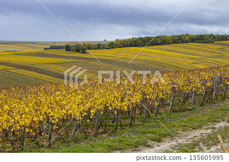 Chablis vineyard landscape displaying golden autumn leaves in Bourgogne, France Chablis vineyard landscape displaying golden autumn leaves in Bourgogne, France 135605995