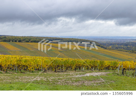 Chablis vineyard landscape with golden autumn leaves Chablis vineyard landscape with golden autumn leaves 135605996