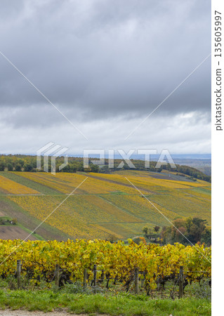 Chablis vineyards showing autumn colors in Bourgogne Franche Comte Chablis vineyards showing autumn colors in Bourgogne Franche Comte 135605997