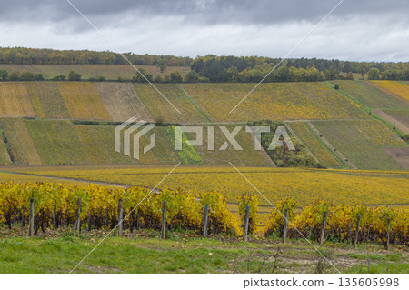 Chablis vineyards showing autumn colors in Bourgogne Chablis vineyards showing autumn colors in Bourgogne 135605998