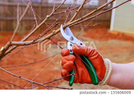 Gardener clips branches of small tree using pruning shears while wearing gloves in backyard 135606009