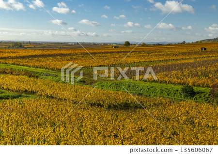 Golden autumn vineyards in Aloxe Corton, Bourgogne, France Golden autumn vineyards in Aloxe Corton, Bourgogne, France 135606067