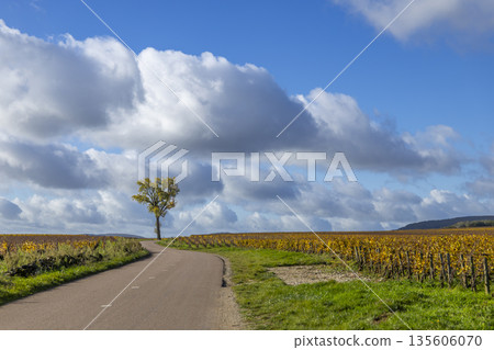 Road curving through vineyards in Meursault, Bourgogne Franche Comte 135606070